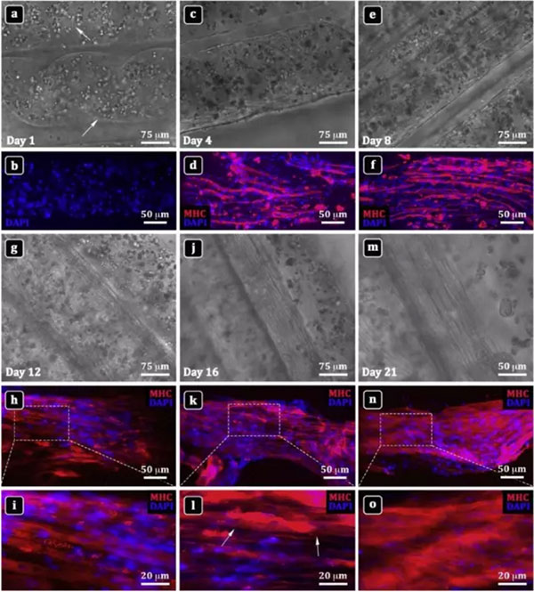 微流控改進的3D生物打印技術