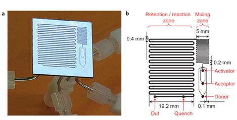 圖16：用于反應(yīng)優(yōu)化的微流控反應(yīng)器，其中改變反應(yīng)溫度，試劑濃度和停留時間以確定糖基化反應(yīng)的最佳反應(yīng)條件。降低了由硅和派熱克斯制成的整個芯片。b顯示芯片的設(shè)計，采用三個供體，受體和活化劑入口，隨后將其混合并使其反應(yīng)，在反應(yīng)結(jié)束時加入淬火劑。Ratner等人的圖片 “有機化學(xué)中基于微反應(yīng)器的反應(yīng)優(yōu)化 - 糖基化作為挑戰(zhàn)”。