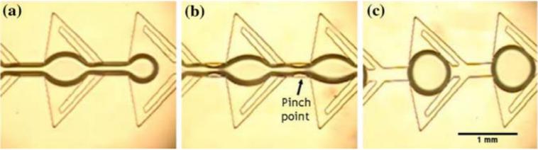 圖4：顯示由于微流體裝置中特別設(shè)計的通道幾何形狀而在油中形成水滴的圖像。（a）顯示水流通過狹窄的通道夾點時存在較薄的流體流。（b）示出了在水流停止之后，夾點中的水變得不穩(wěn)定并且開始中斷水的連續(xù)性。（c）顯示了所形成的單分散水滴的形成。Wu等人的圖片 “靜態(tài)條件下微通道中液滴的形成”。