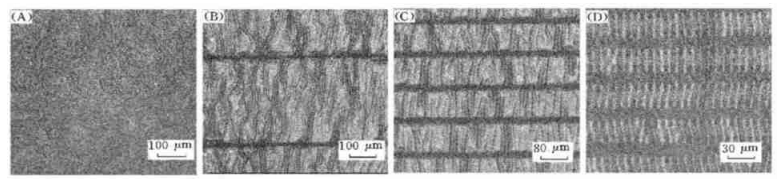 Optical micrographs showing thermally induced patt ern f ormation in bilayer metal/ polymer films