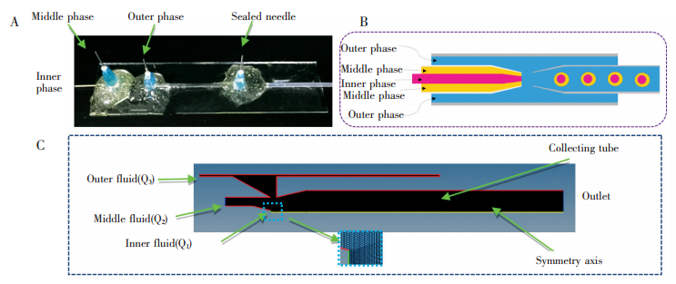 三重環管微通道實驗裝置圖;(B)結構示意圖;(C)數值計算網格圖