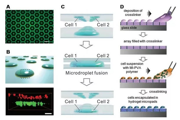 基于液滴微陣列的水凝膠陣列用于細胞培養