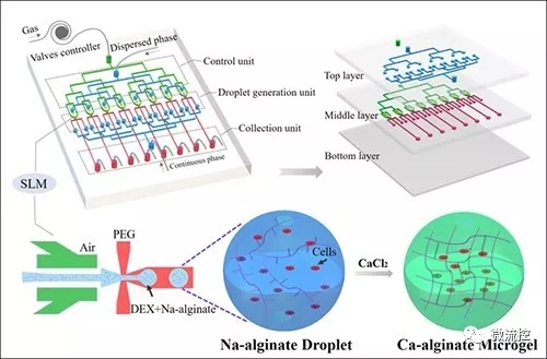 微流控技術制備雙水相生物微載體