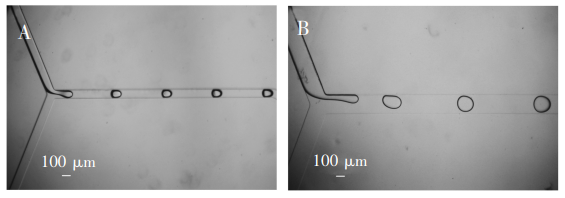 圖4(A)100μm通道寬度生成的液滴;(B)200μm通道寬度生成的液滴