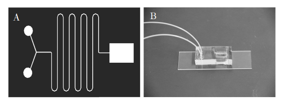 圖1(A)芯片結構示意圖;(B)制備的微流控芯片照片Fig．1(A)Diagramofchipstructure;(B)Photooffabricatedmicrofluidicchip的通道寬度相同。