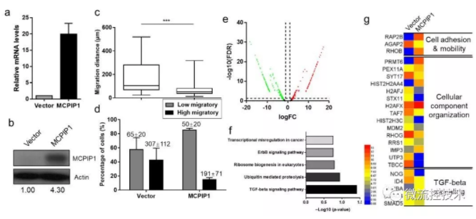 圖 3 MCPIP1抑制單細胞遷移并且抑制TGF-beta通路