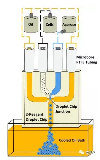使用具有雙試劑、四通道玻璃連接芯片的微流控液滴系統(tǒng)生成瓊脂糖微珠