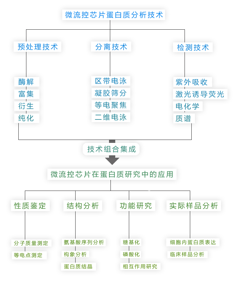 微流控芯片蛋白分析技術整體框架